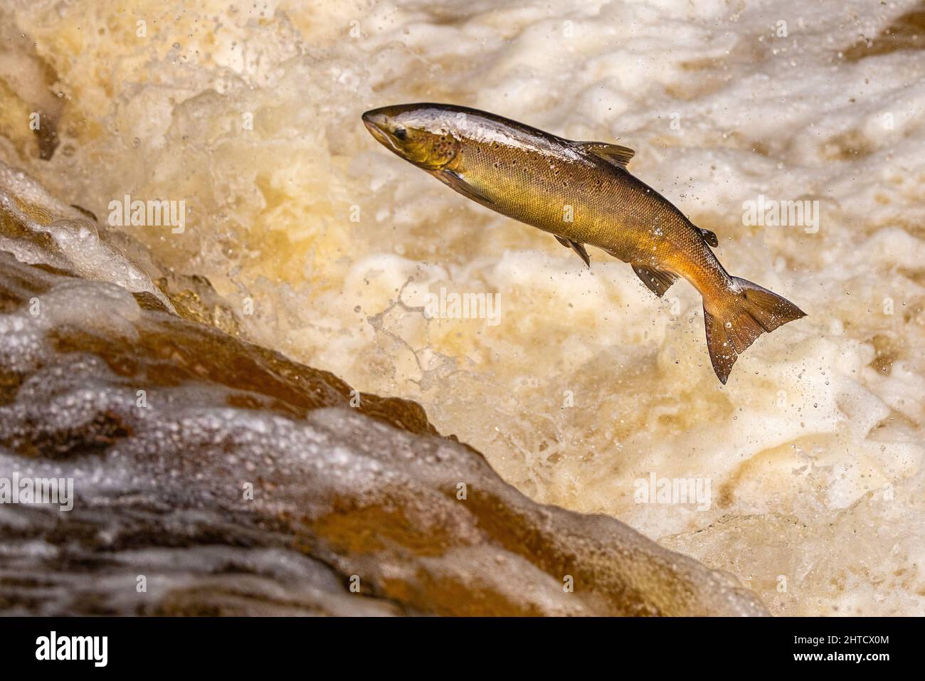 Salmone che saliva su una cascata durante la corsa al salmone. Yorkshire Regno Unito Foto Stock