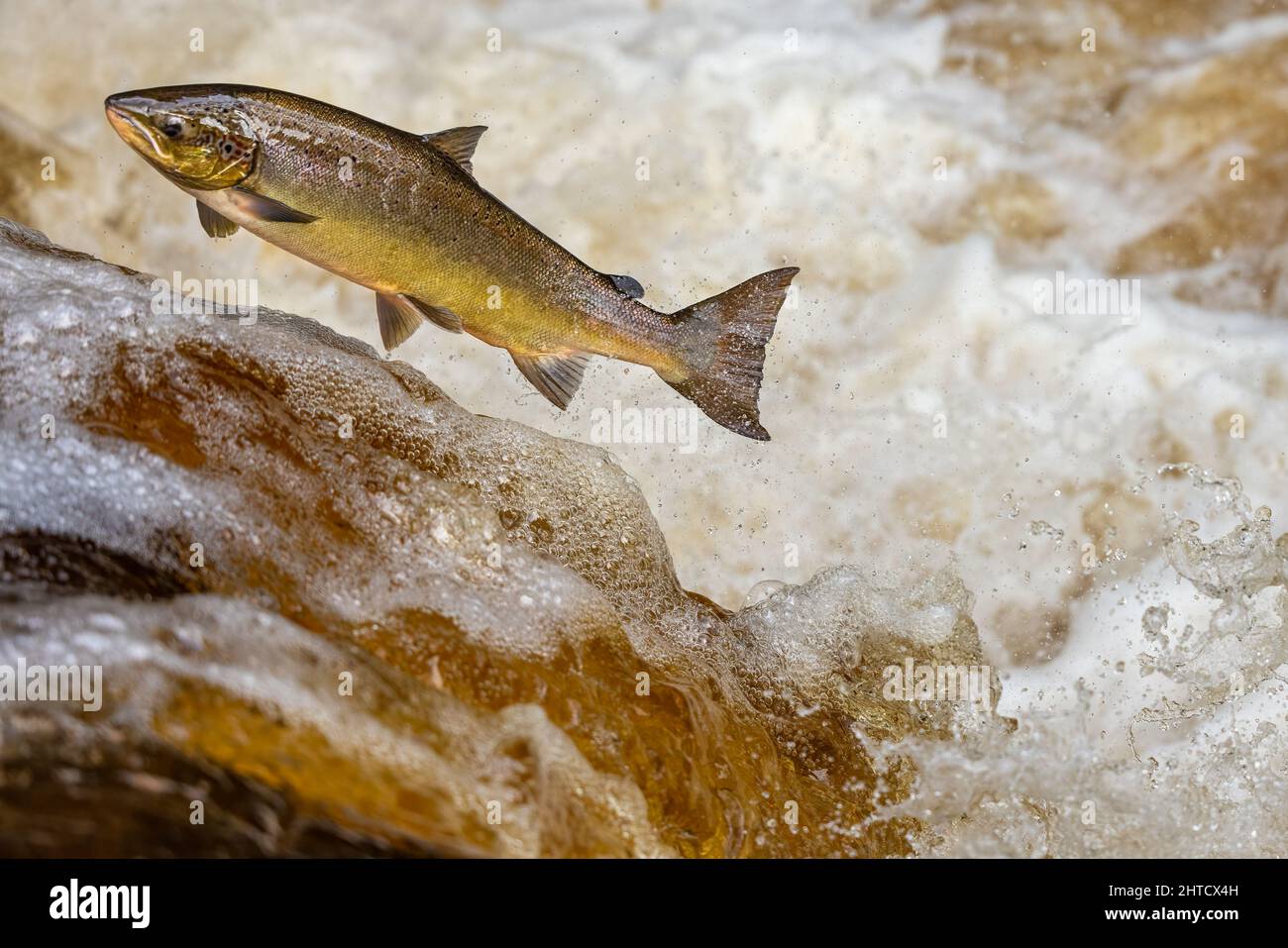 Salmone che saliva su una cascata durante la corsa al salmone. Yorkshire Regno Unito Foto Stock