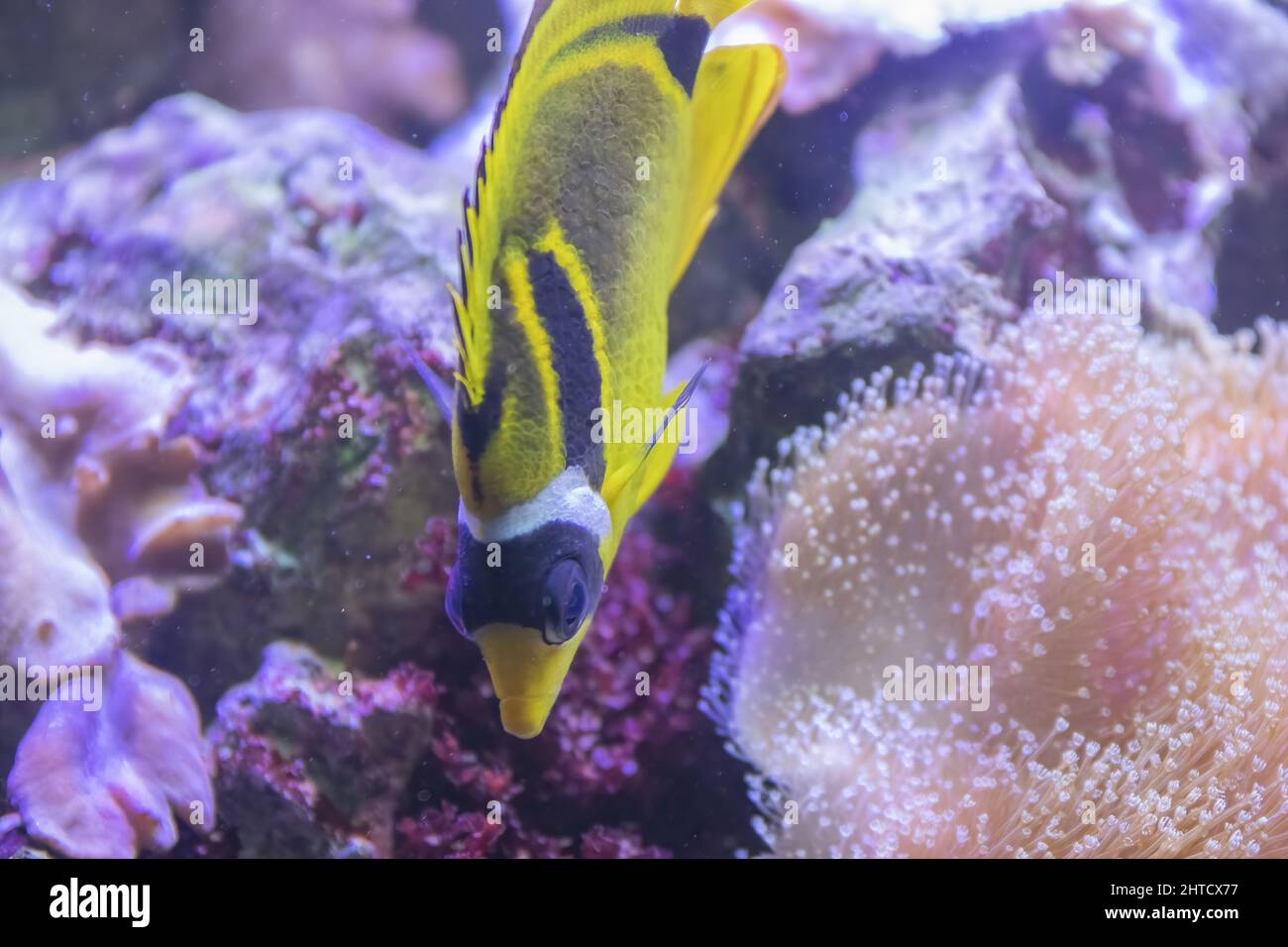 Primo piano del pesce farfalla di raccoon, Chaetodon lunula. Foto Stock