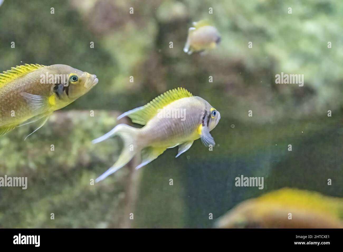 Primo piano di un gregge di principessa Burundi che nuotano in un acquario tra le pietre Foto Stock