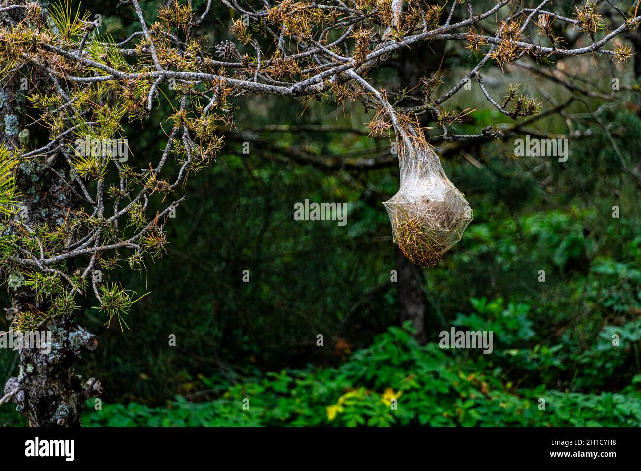 Particolare di un nido di Processionary, Thaumetopoea pityocampa, su un pino nero ancora vivo con aghi verdi e coni di pino. Lazio, Italia, europa Foto Stock