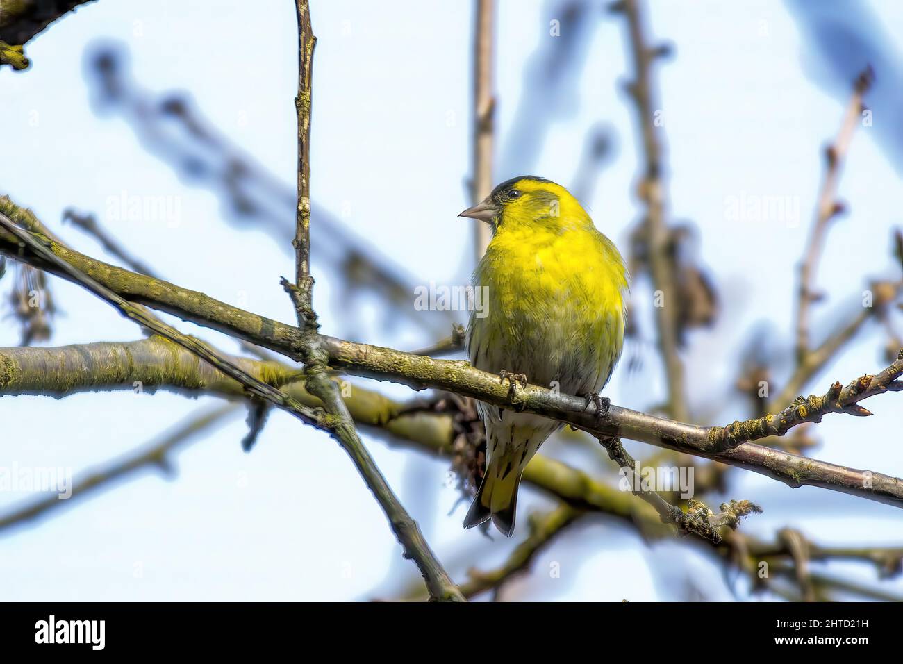 Primo piano della pelle nera, Spinus barbatus. Foto Stock