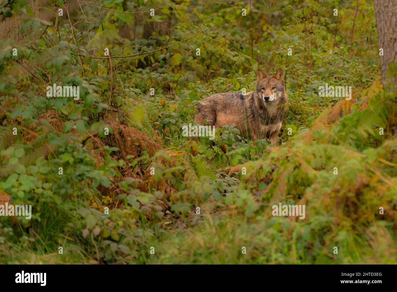 Lupo iberico selvatico (Canis lupus signatus) nella foresta alla ricerca della sua preda Foto Stock