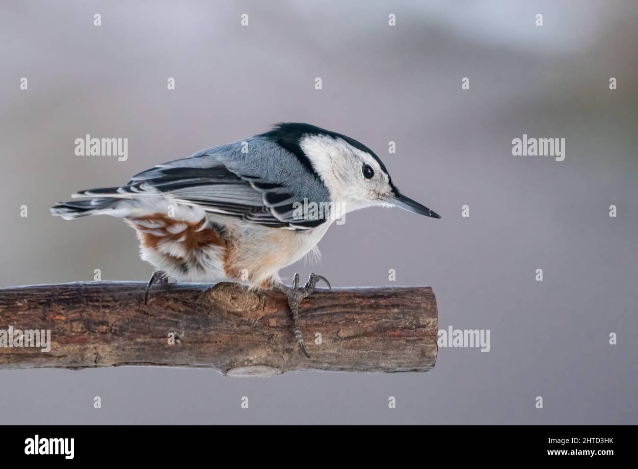 Questo titmouse Tufted è uno dei più divertenti uccelli della canzone per visitare i miei alimentatori di uccelli nella nostra proprietà nella contea rurale di Door Wisconsin. Foto Stock