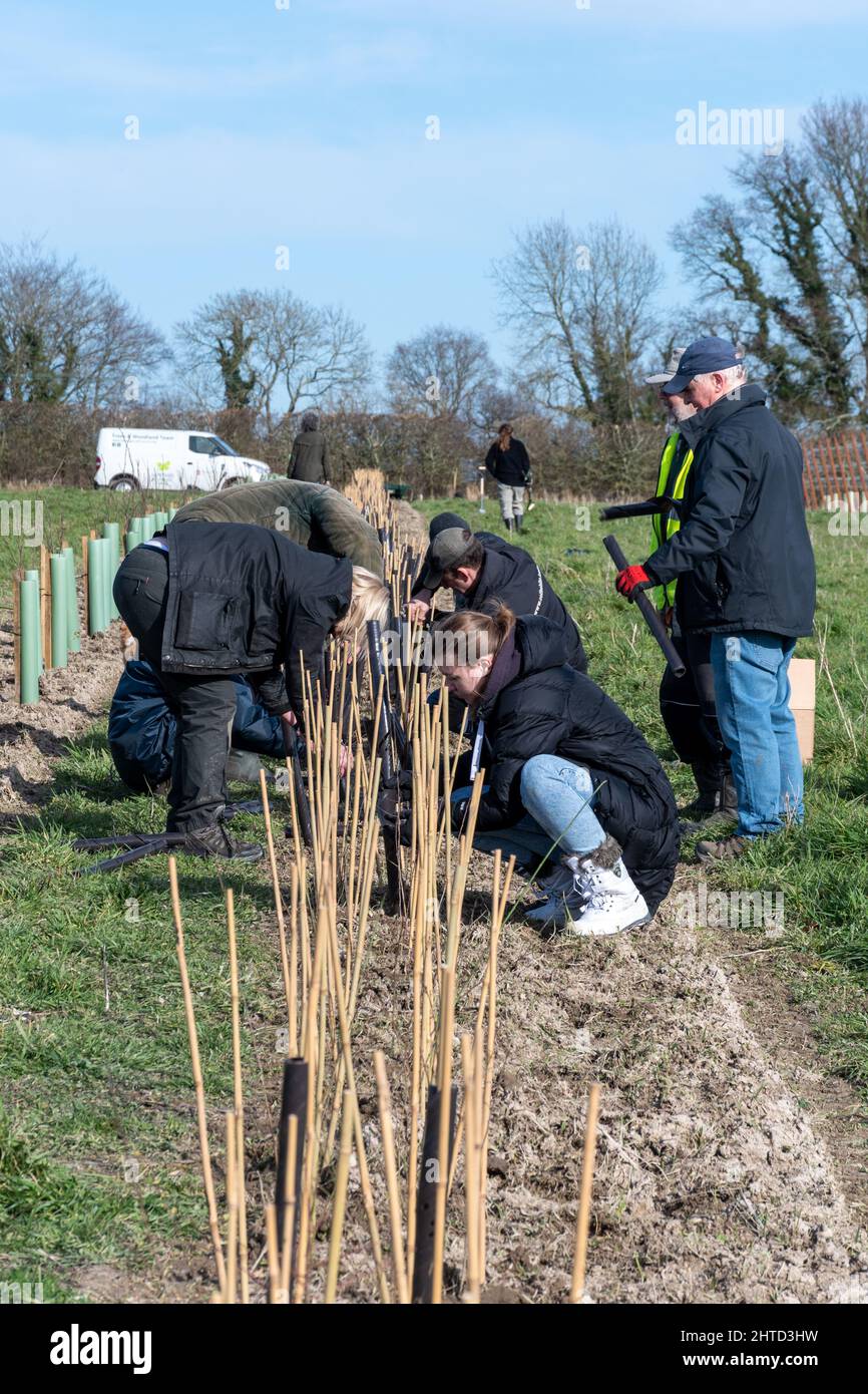 Volontari ad un evento di piantagione di alberi e piantagione di hedgerow all'azienda vinicola Hartley in Hampshire, Inghilterra, Regno Unito Foto Stock