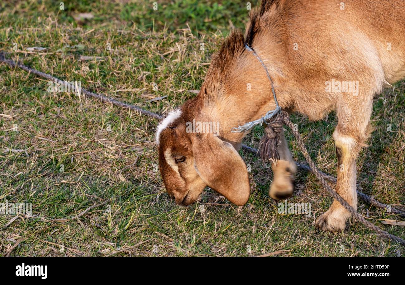 Primo piano di erba masticare capra nazionale su un campo agricolo Foto Stock