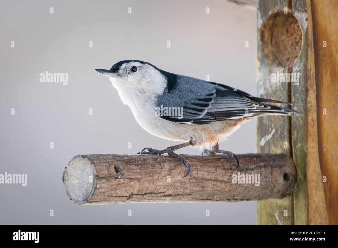 Questo titmouse Tufted è uno dei più divertenti uccelli della canzone per visitare i miei alimentatori di uccelli nella nostra proprietà nella contea rurale di Door Wisconsin. Foto Stock