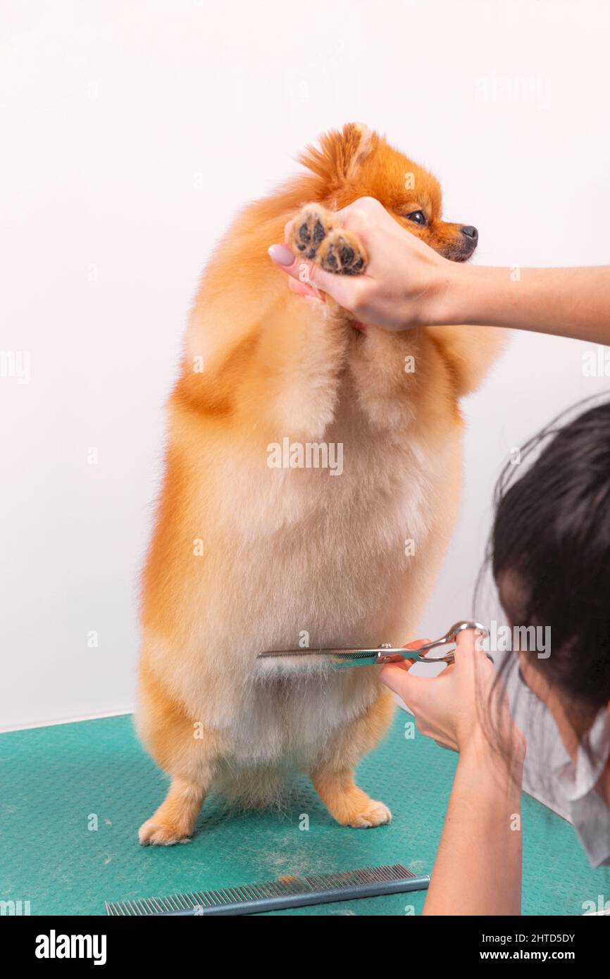 Il groomer professionale si occupa di Orange Pomeranian Spitz nel salone di bellezza degli animali. L'operaio del salone di grooming taglia i capelli sul ventre del cane in primo piano. Specialis Foto Stock