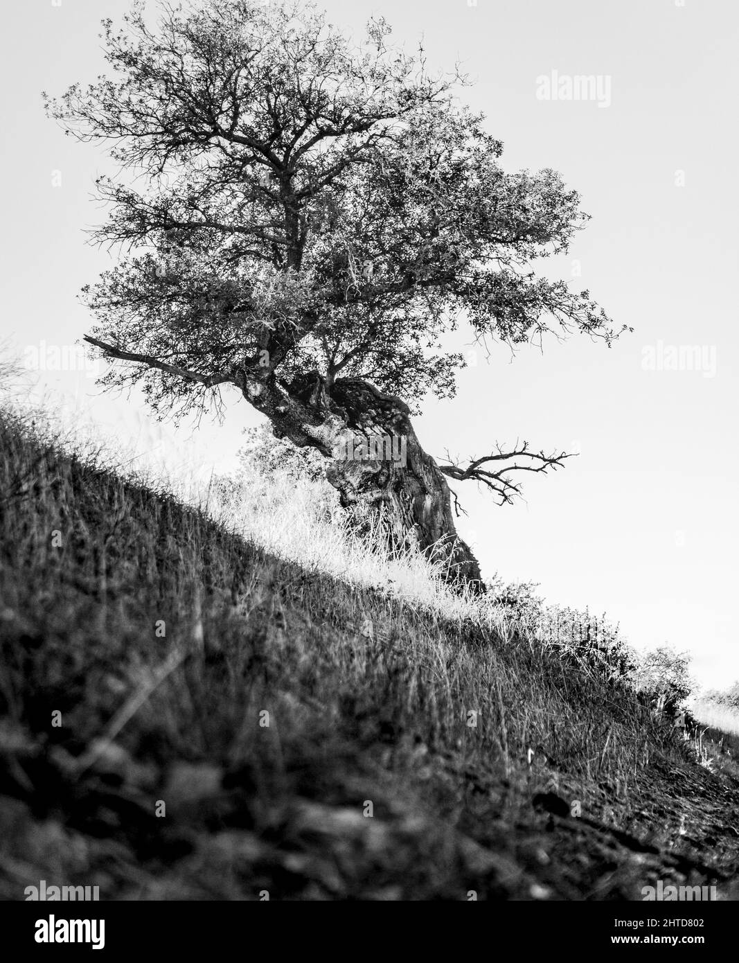 Scala di grigi di un albero appoggiato su un lato contro il cielo Foto Stock