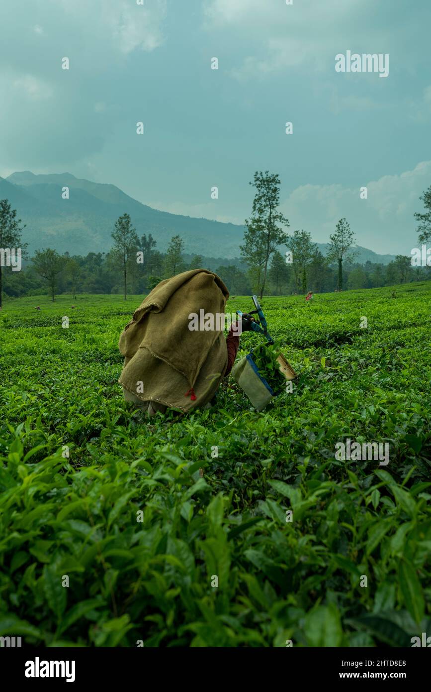 Lavoratore che raccoglie le foglie di tè nella piantagione di tè, vista mattutina da Wayanad, Kerala paesaggio naturale Foto Stock