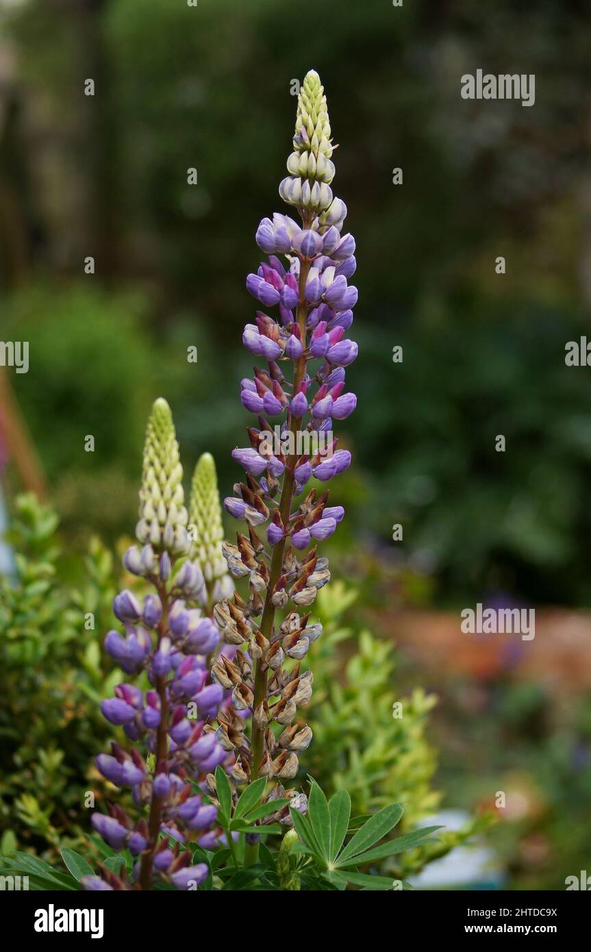 Fiori di lupino viola (Lupinus) in giardino con sfondo naturale defocused Foto Stock