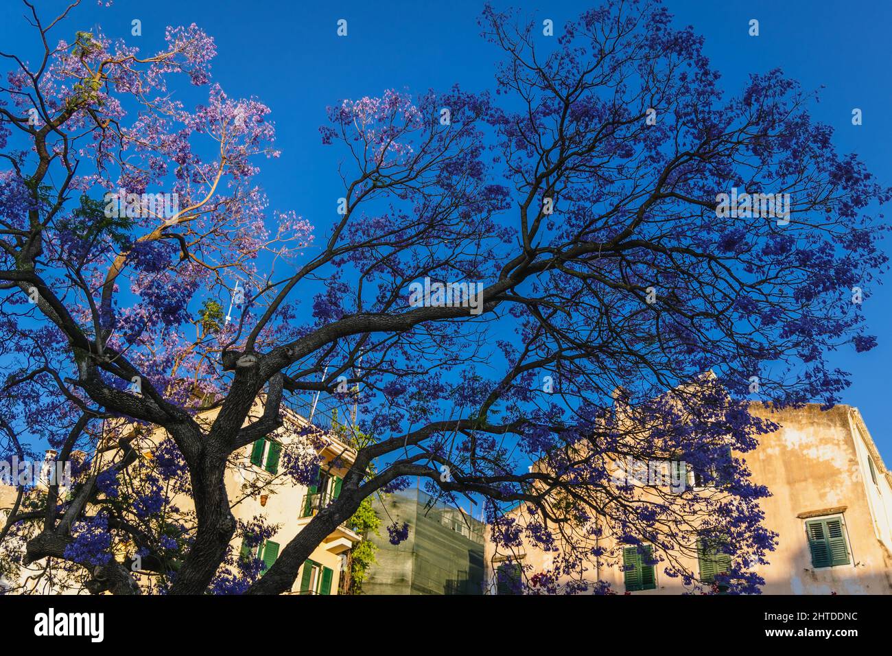 Jacaranda mimosifolia albero con foglie blu su Piazza Dimarchou nella città  vecchia di Corfù, sull'isola di Corfù, Isole IONIE, Grecia Foto stock -  Alamy