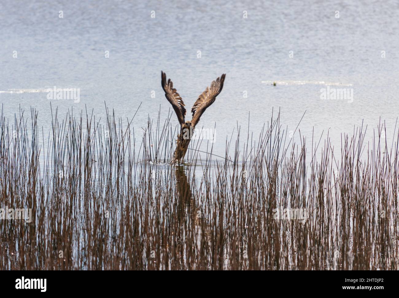 Piume Di Poiana Immagini E Fotografie Stock Ad Alta Risoluzione Alamy