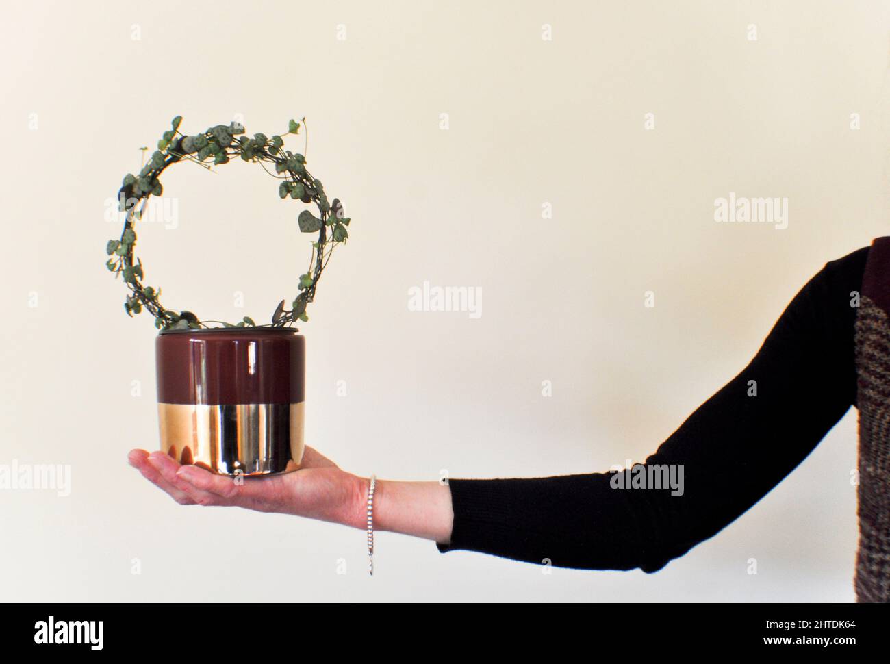 Una mano femmina che tiene una stringa di cuori houseplant (Ceropegia woodii) - pianta di rimorchio che è stata addestrata a crescere intorno ad un anello di filo. Foto Stock