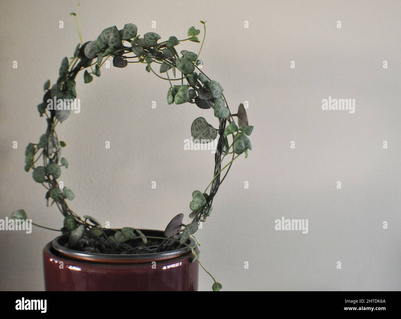 Una stringa di cuori houseplant (Ceropegia woodii) - pianta di coda che è stata addestrata a crescere intorno ad un anello di filo con spazio di copia Foto Stock