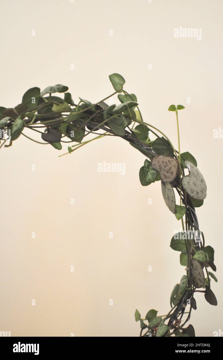 Una serie di cuori houseplant (Ceropegia woodii) - pianta di coda che è stata addestrata a crescere intorno ad un anello di filo disposto su uno sfondo bianco Foto Stock