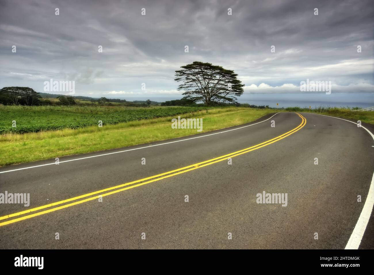 Lunga strada stretta che conduce alla terra verde con alberi alti Foto Stock