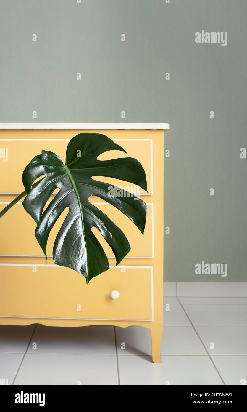 Una grande foglia di Monstera deliciosa o pianta di formaggio svizzero da vicino contro mobili gialli in camera, minimalista e in stile scandinavo Foto Stock
