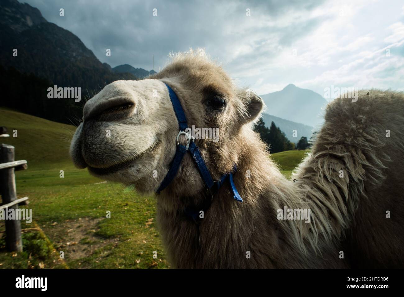 Italia. Trentino Alto Adige, Fiè allo Sciliar, cammello a Malga Tuff Foto Stock