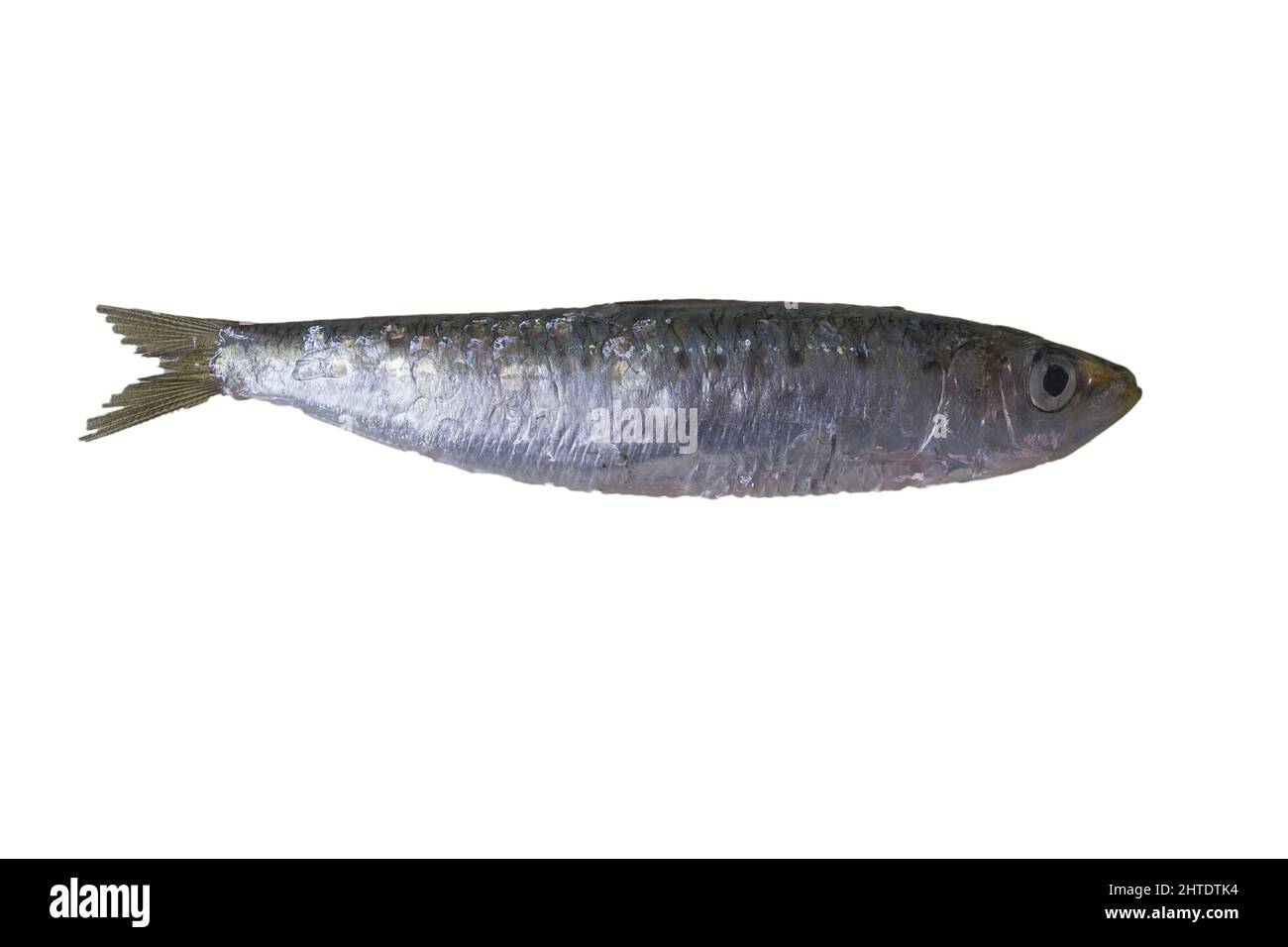 Pilchard europea isolato su sfondo bianco Foto Stock