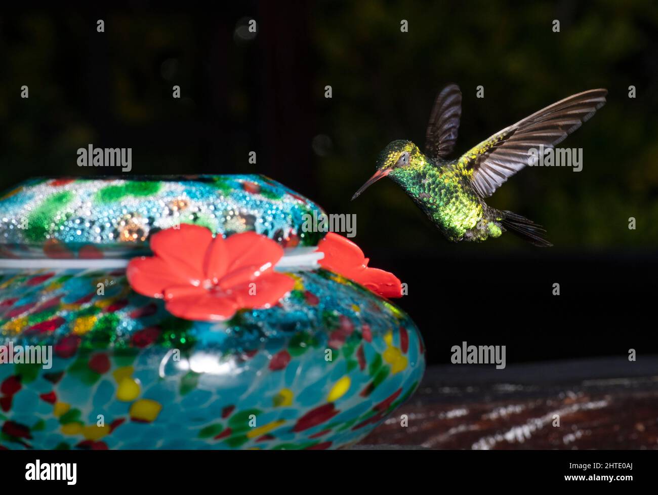 Hummingbird che vola accanto ad un alimentatore Foto Stock