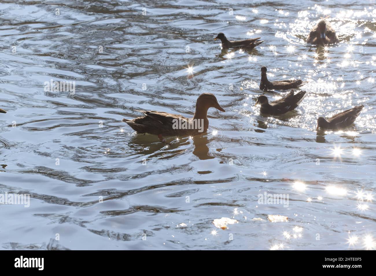 ducky, sfavillante, anatroccolo, sole, soleggiato, riflessione, esterno, ala, esterno, parco, fiume, europa, gallinule comune, fauna, gallinule comune, gallina Foto Stock