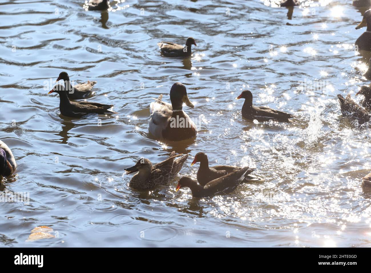 ducky, sfavillante, anatroccolo, sole, soleggiato, riflessione, esterno, ala, esterno, parco, fiume, europa, gallinule comune, fauna, gallinule comune, gallina Foto Stock