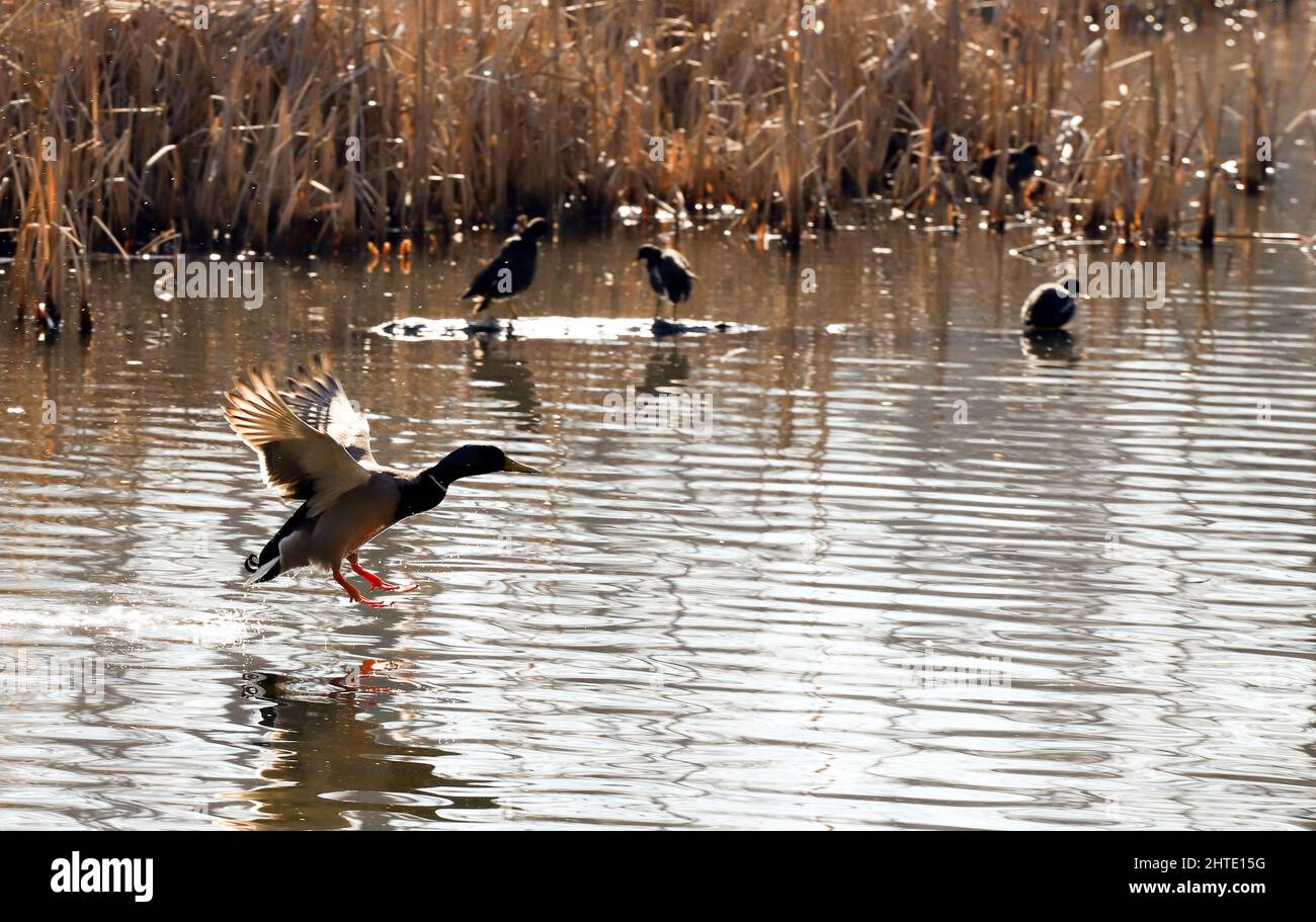Uccelli acquatici anatre di Mallard e Moorhen (Gallinula) in un lago di luce contrastante e razzi di sole Foto Stock