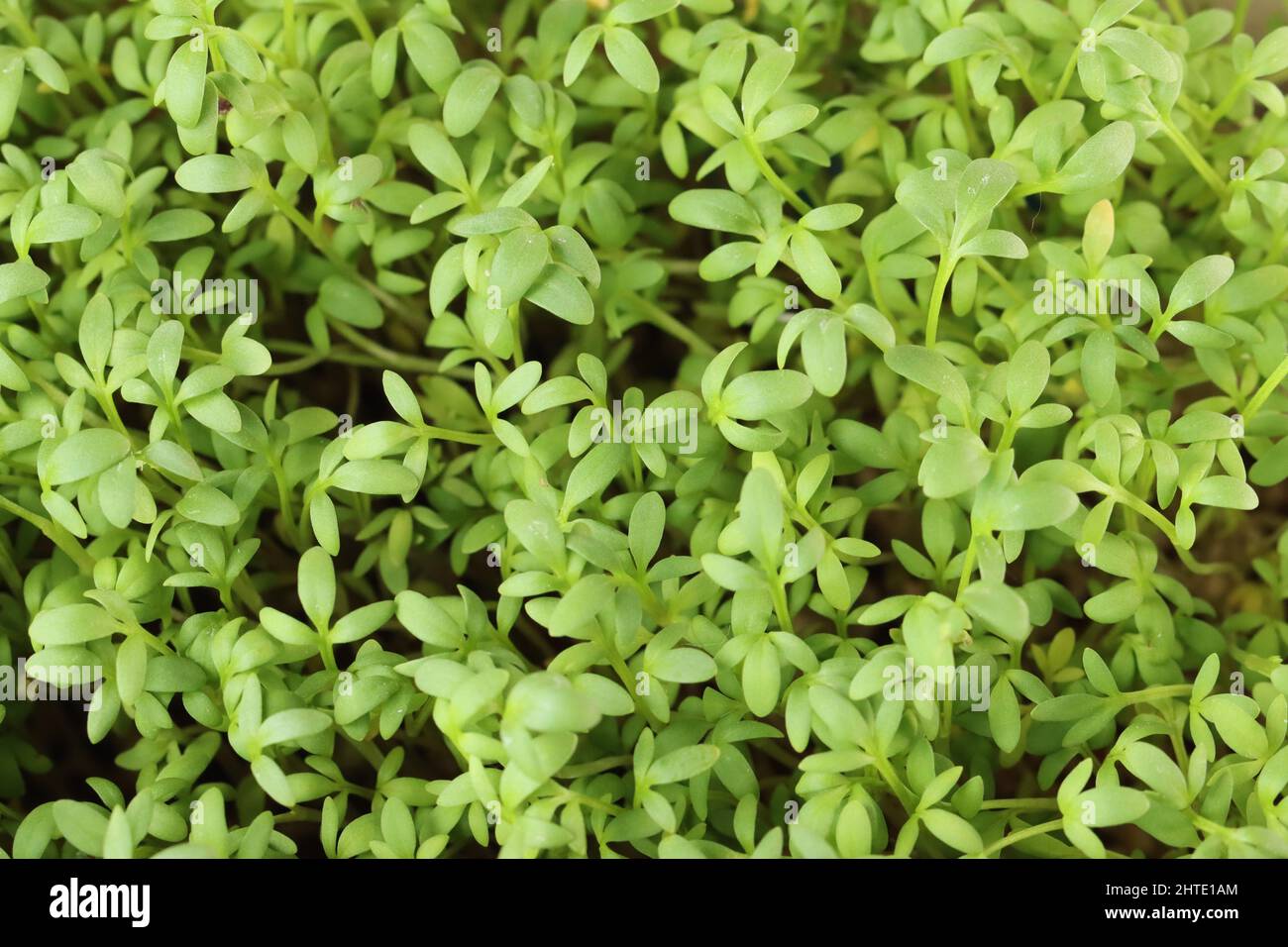 primo piano di verde fresco giardino cress, vista dall'alto Foto Stock