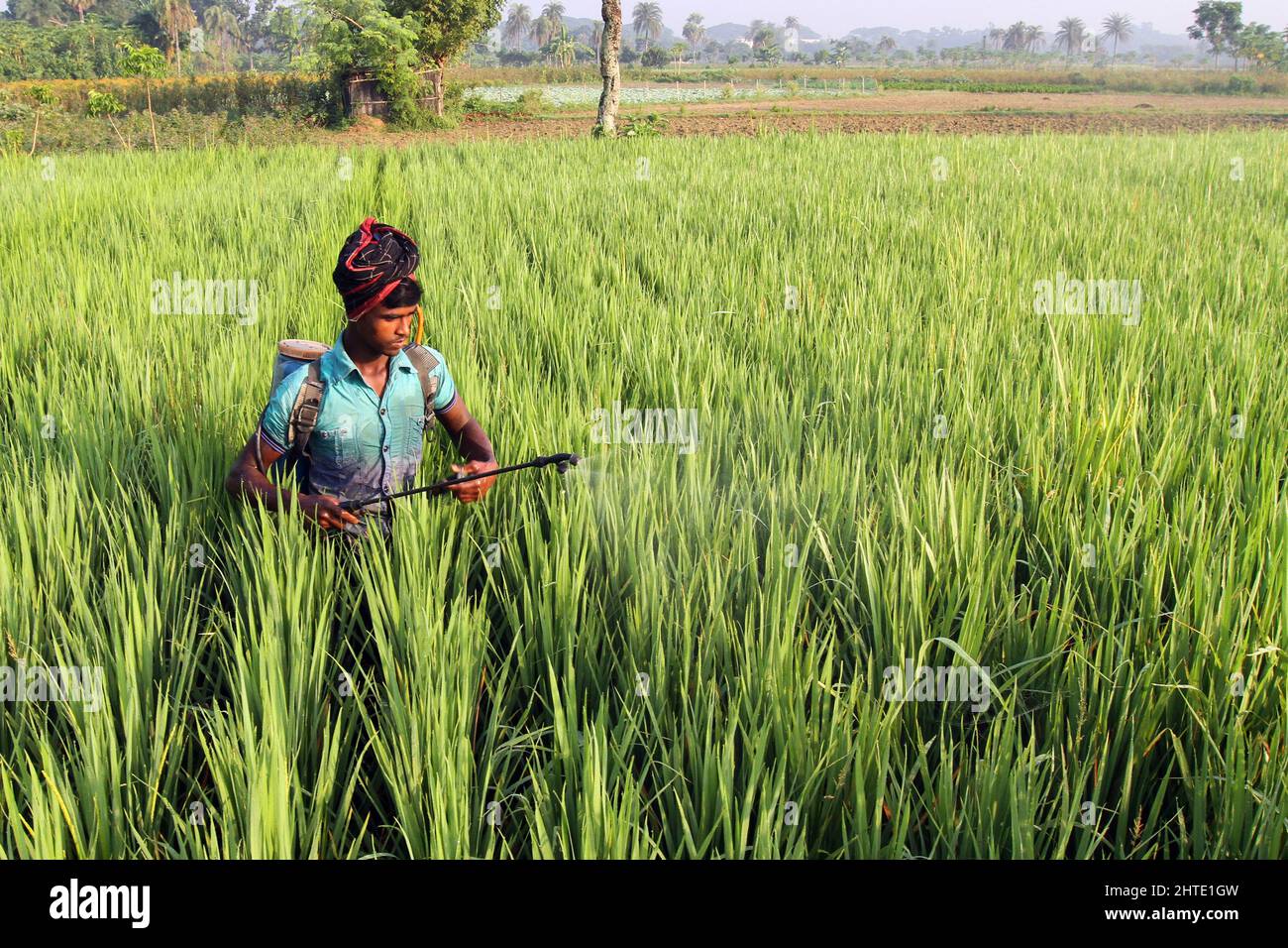 Jessore, Bangladesh - 10 ottobre 2014: I contadini del Bangladesh spruzzano veleno per uccidere insetti nei risaie a Gadkhali a Jessore. Foto Stock