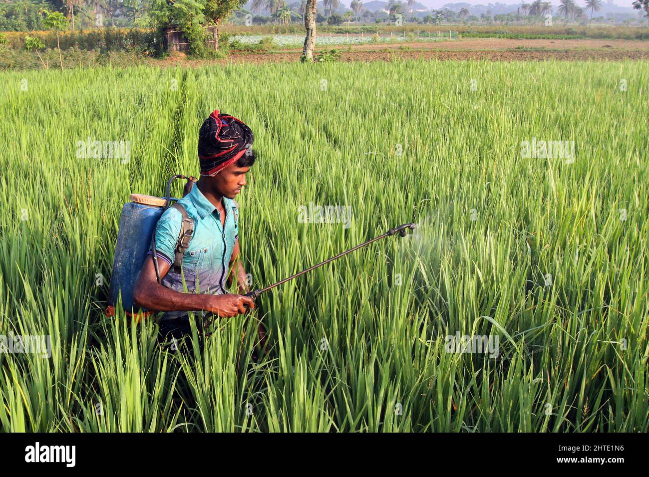 Jessore, Bangladesh - 10 ottobre 2014: I contadini del Bangladesh spruzzano veleno per uccidere insetti nei risaie a Gadkhali a Jessore. Foto Stock