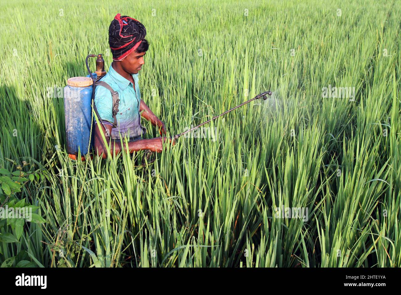 Jessore, Bangladesh - 10 ottobre 2014: I contadini del Bangladesh spruzzano veleno per uccidere insetti nei risaie a Gadkhali a Jessore. Foto Stock
