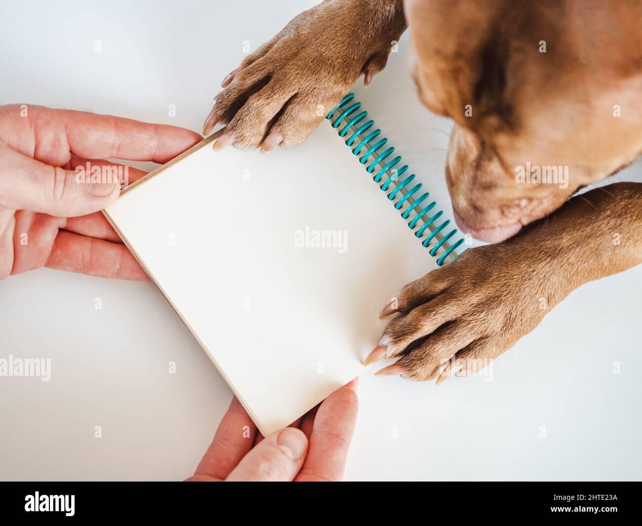Le mani maschili e le zampe di cane tengono un blocco note. Primo piano, interno, vista dall'alto. Luce diurna. Concetto di cura degli animali domestici Foto Stock