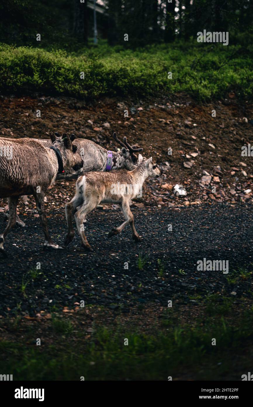 Colpo verticale del gruppo di renne che cammina lungo la strada. Foto Stock