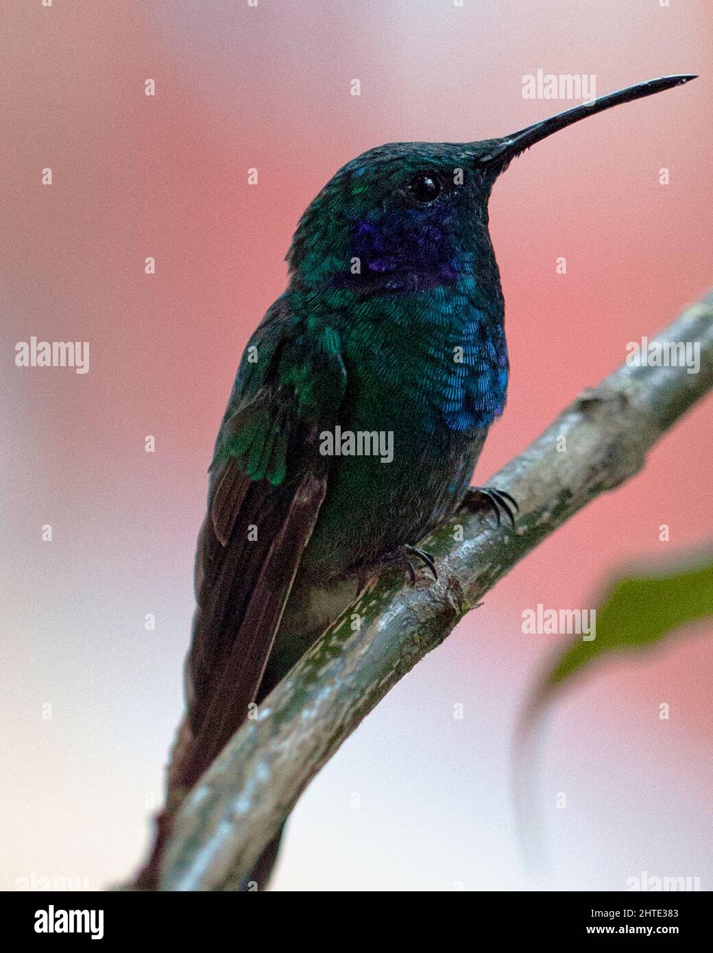 Primo piano di un colibrì verde (Trochilidae) arroccato sul ramo vicino Otavalo, Ecuador. Foto Stock
