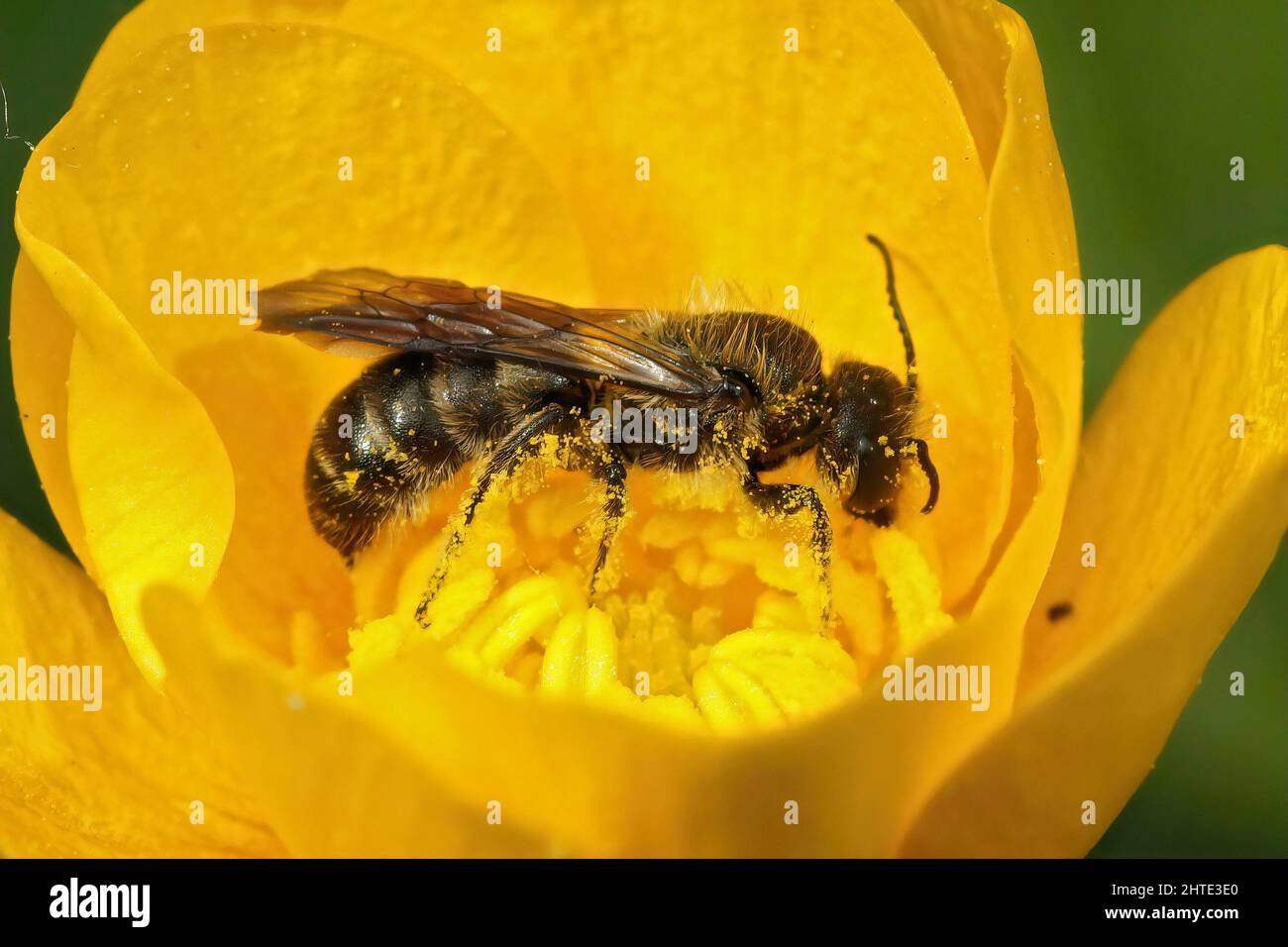 Primo piano sull'ape grande del forbici, Chelostoma florisomne, uno specialista sulla raccolta del polline Foto Stock