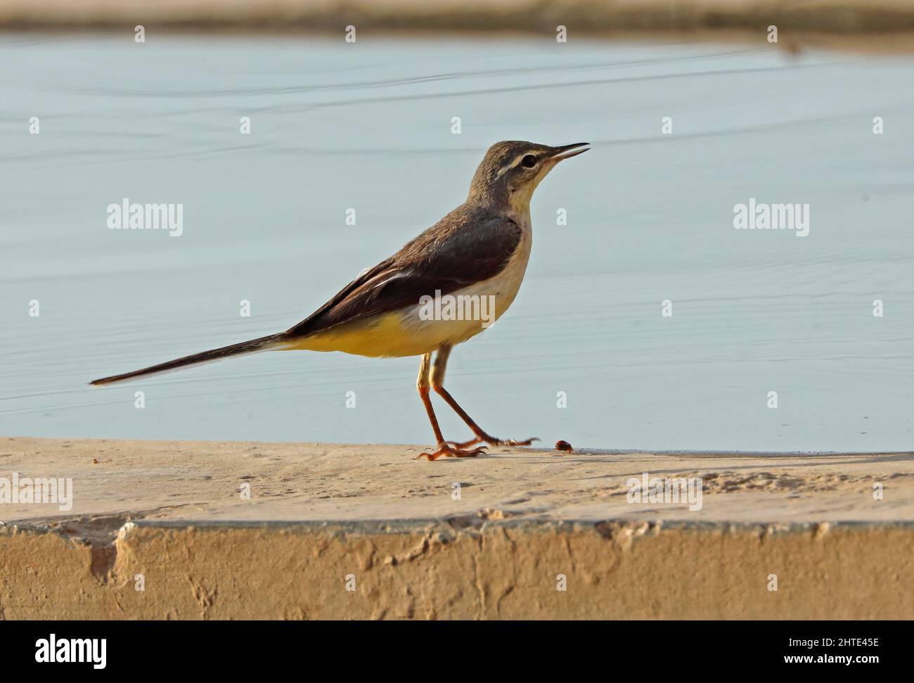 Gray Wagtail (Motacilla cinerea) immaturo su parete di bestiame bevendo valle Oman Dicembre Foto Stock