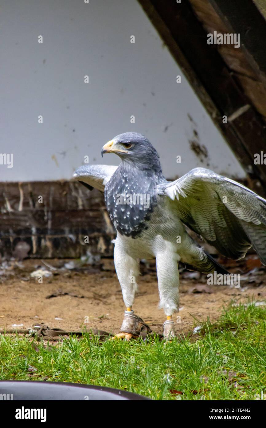 Colpo verticale di falco grigio aquila in cattività Foto Stock