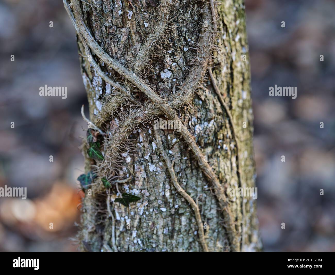 Primo piano di corteccia ruvida di alberi con viti rampicanti e struttura forestale naturale. Foto Stock