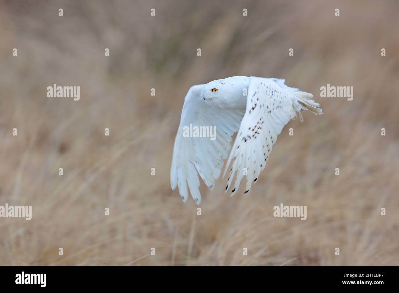 Gufo innevato, Nyctea scandiaca, uccello raro che vola sul cielo, prato forestale nel bacjground. Scena d'azione invernale con ali aperte, Groenlandia. Flora e fauna selvatiche Foto Stock