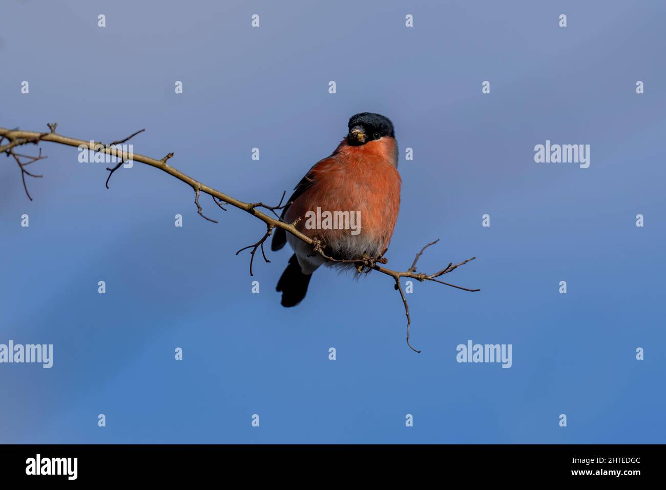 Bullfinch-Pyrhula pyrhula maschio si nutre. Foto Stock