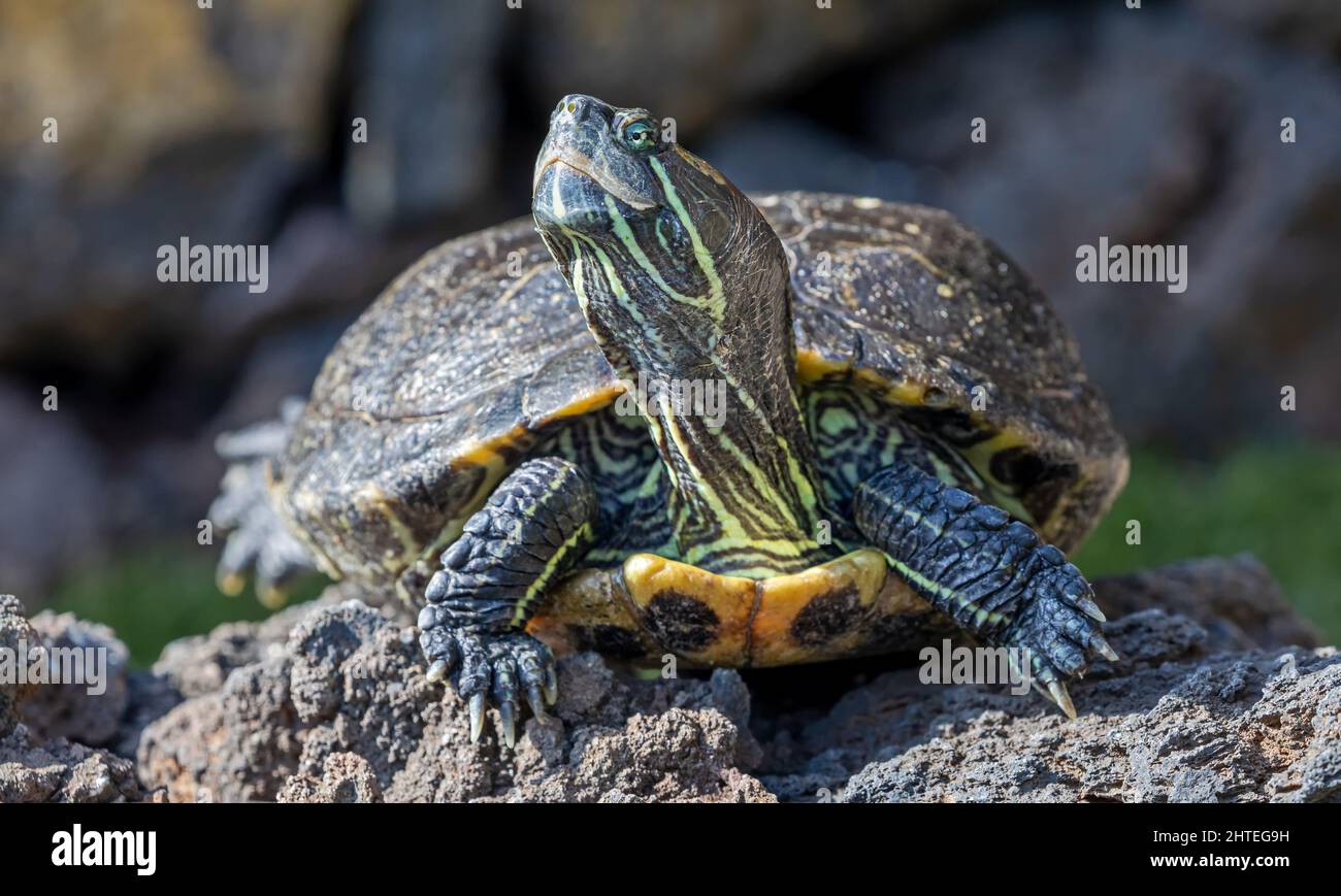 Primo piano frontale di un cursore dalle decorazioni gialle (Trachemys scripta scripta) Foto Stock