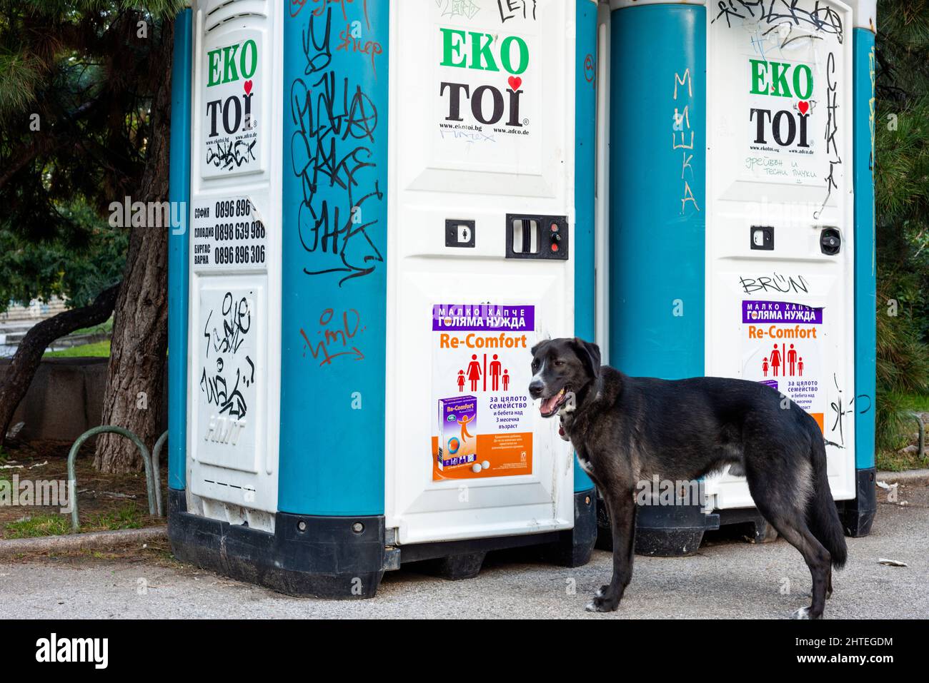 Un cane al guinzaglio sta aspettando il suo proprietario al di fuori della toilette portatile a Sofia, Bulgaria Foto Stock