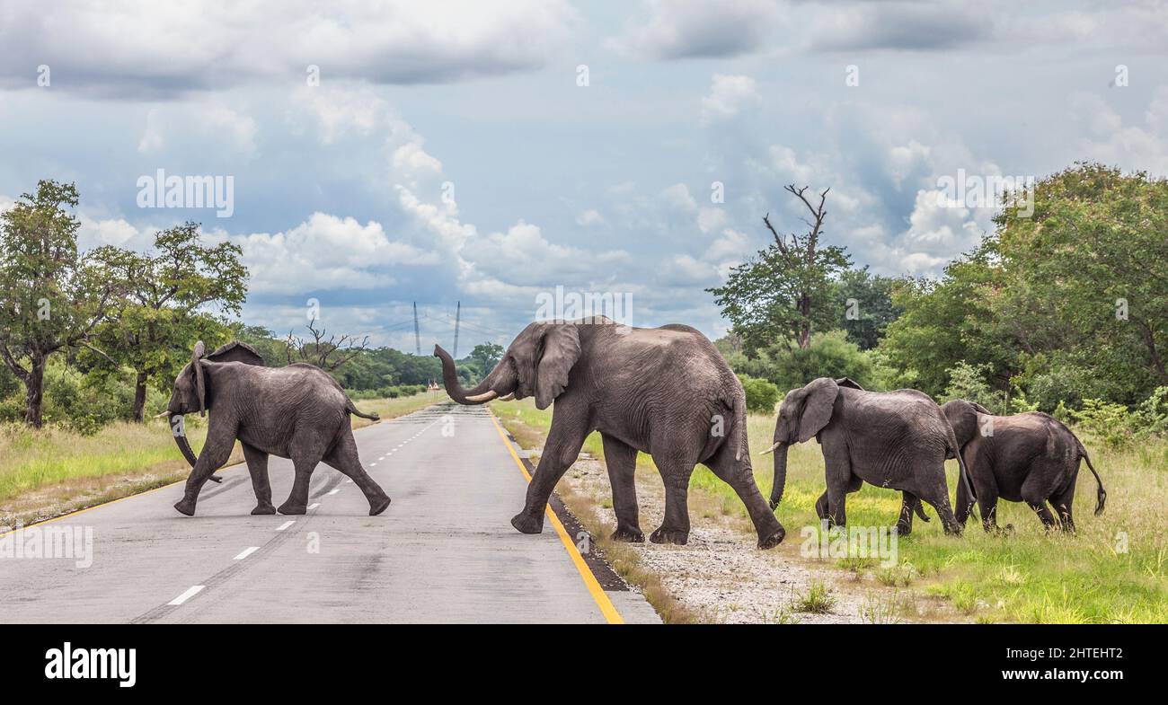 Un gruppo di quattro Elefanti Bush africani, Loxodonta africana, attraversando la B8 - Golden Highway - nella zona di Caprivi Strip della Namibia nord-orientale, a sud Foto Stock