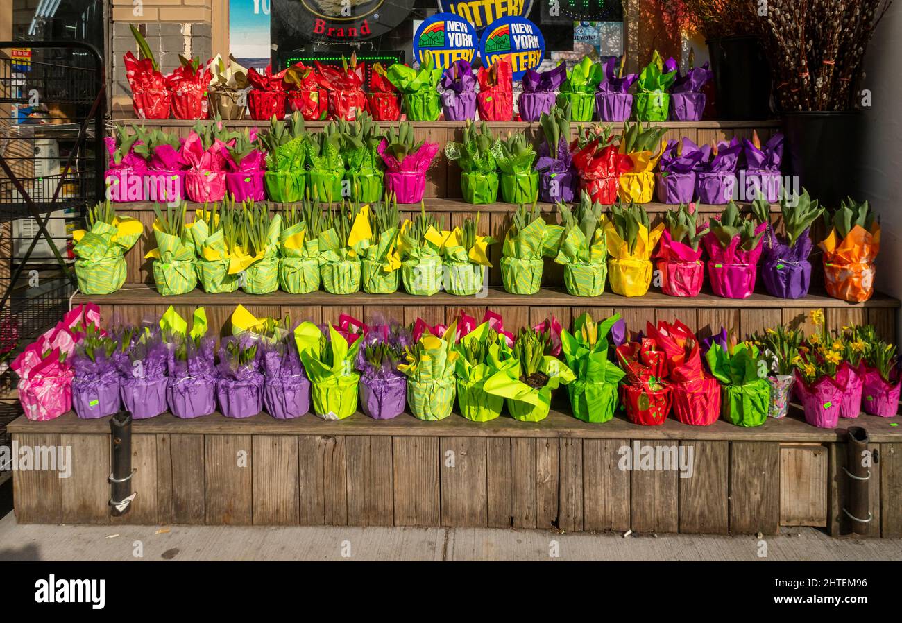 Le piante di bulbo primaverile sono esposte per la vendita all'esterno di un minimarket a Greenwich Village a New York giovedì 17 febbraio 2022. Il primo giorno di primavera del 20 marzo 2022. (© Richard B. Levine) Foto Stock