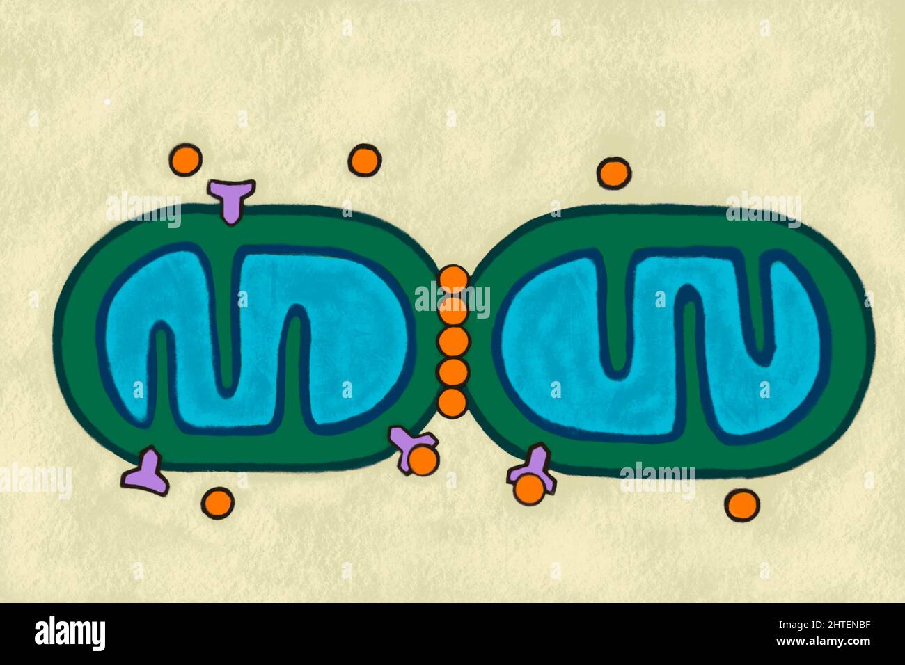 L'illustrazione della biologia mostra le dinamiche dei mitocondri Foto Stock