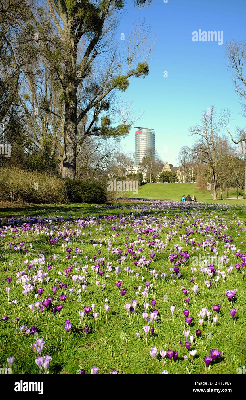 Crocus fiori in primavera relax in un parco pubblico, luce del sole e alberi, persone irriconoscibili Foto Stock
