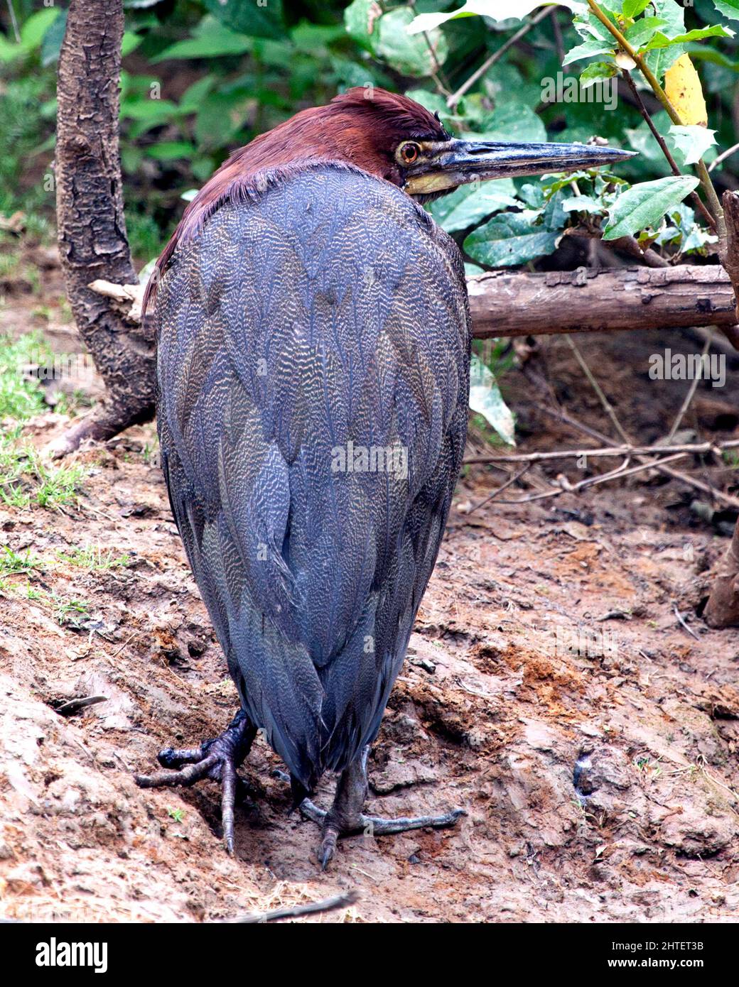 Primo piano ritratto di un colorato Tiger Heron (Tigrisoma mexicanum) caccia in acqua nel Pampas del Yacuma, Bolivia. Foto Stock