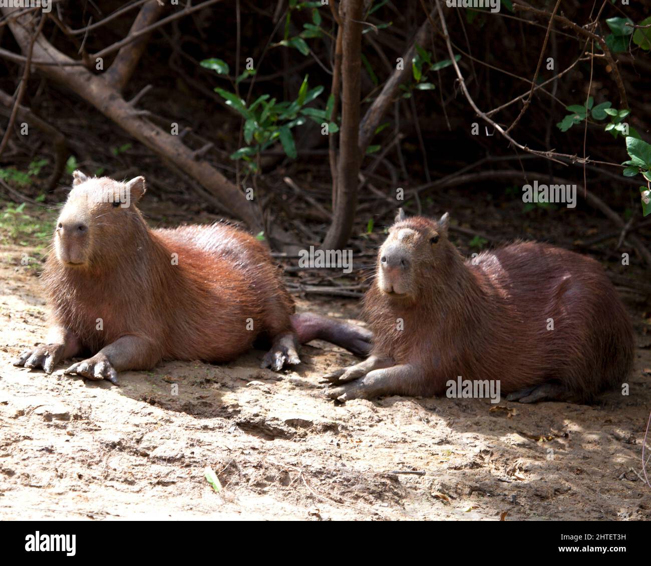 Primo piano ritratto di due Capybara (Hydrochoerus hydrochaeris) seduti lungo la riva del fiume nella Pampas del Yacuma, Bolivia. Foto Stock