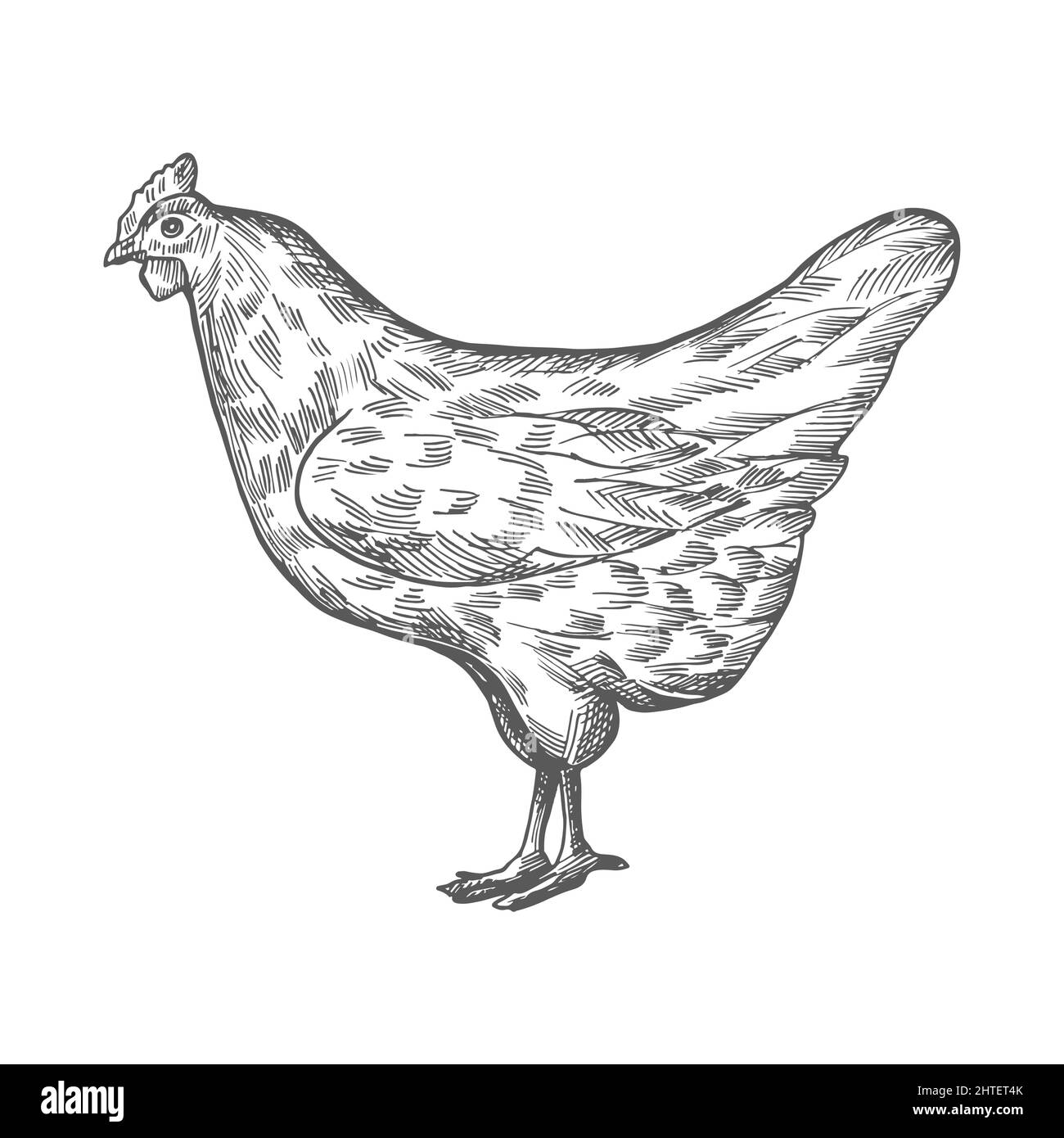 Schizzo di pollo. Disegno vettoriale vintage disegno a mano di pollo isolato su sfondo bianco. Vista laterale. Illustrazione Vettoriale